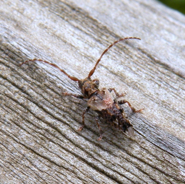 Pogonochaerus hispidus - Cerambycidae